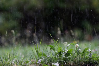 Şiddetli yağmurlu kötü hava. Şiddetli yağmur yere yağıyor
