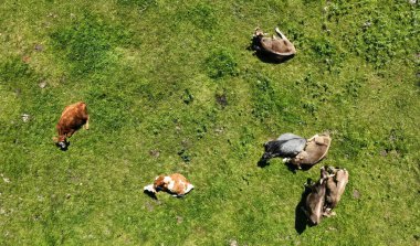 Bavyera 'daki bir çayırda ineklerin drone çekimi