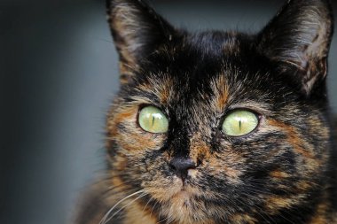 Genç bir kaplumbağa kabuklu kedinin yüzüne yakın çekim