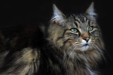 Siyah arka planda güzel bir Norveç Ormanı Kedisi