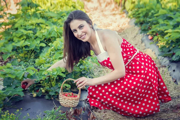 Jonge Vrouw Verzamelt Aardbeien Aardbei Veld — Stockfoto