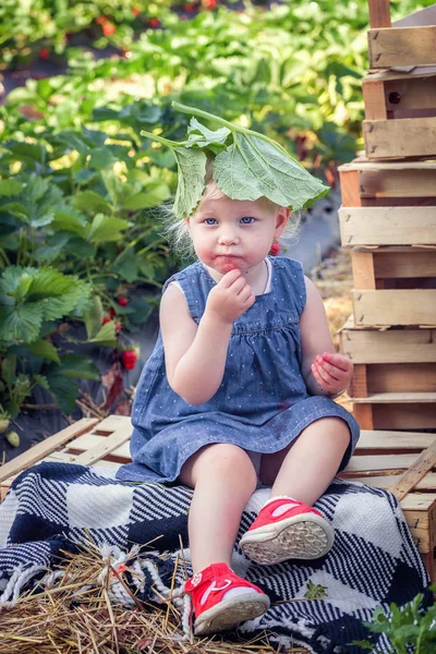 Ragazzina Che Mangia Una Fragola Campo Fragole — Foto Stock