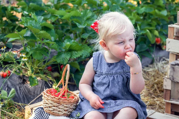 Petite Fille Mangeant Une Fraise Sur Champ Fraises — Photo