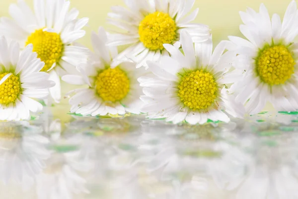 Bouquet Camomilles Avec Réflexion Verre — Photo