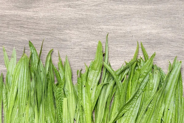 Läkande Bakgrund Med Färska Groblad Plats För Text — Stockfoto