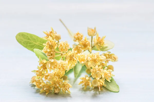 Flores Tília Uma Mesa Madeira — Fotografia de Stock