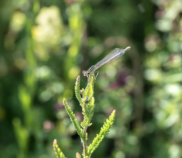 Vrouwelijke Dragonfly Een Groene Plant — Stockfoto