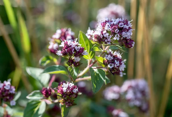 Flowering Mint Sunny Day — Stock Photo, Image