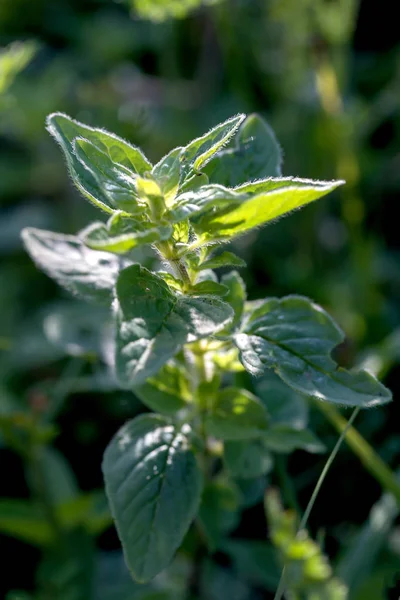 Rama Menta Cerca Día Soleado — Foto de Stock