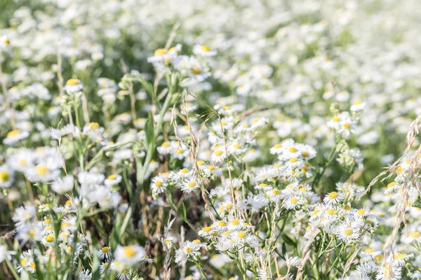 Field Daisies Sunny Day — Stock Photo, Image