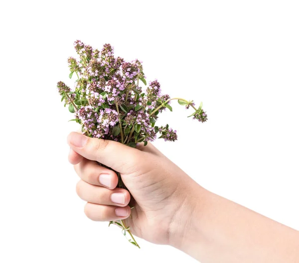 Buquê Orégano Florido Mão Isolar Fundo Branco — Fotografia de Stock