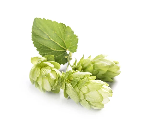 Fresh Branch Hops Isolated White Background — Stock Photo, Image