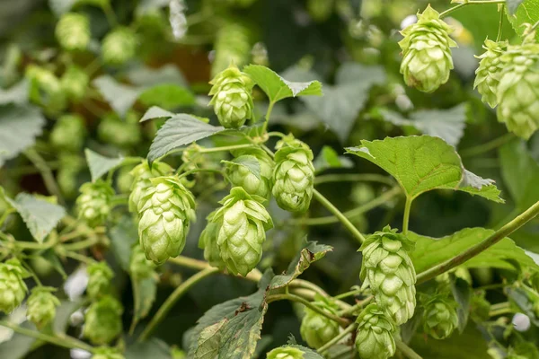 Hop Growing Branch Plant Farm — Stock Photo, Image