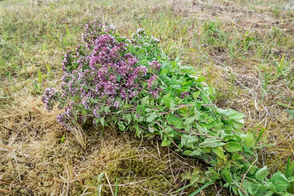 Bukett Blühender Minze Auf Einem Krummen Feld — Stockfoto