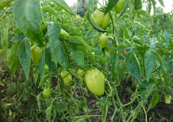 Harvest Paprika Plantation — Stock Photo, Image