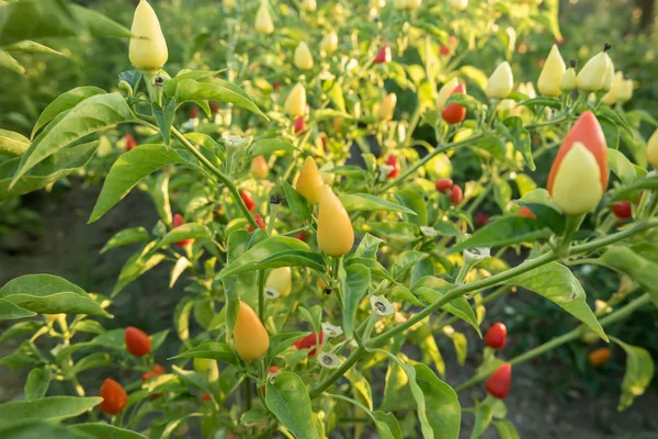 Colheita Pimenta Amarga Plantação — Fotografia de Stock