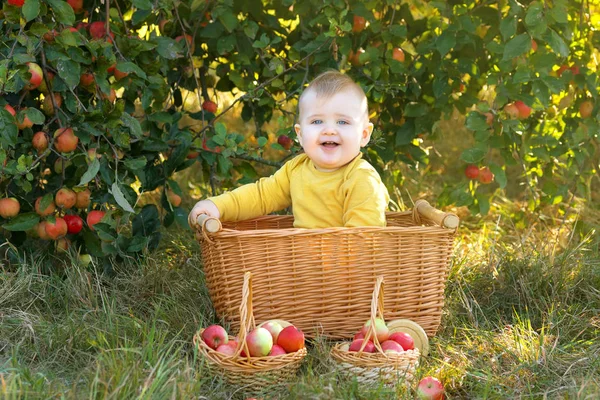 Niño Pequeño Huerto Manzanas Con Una Cosecha Manzanas — Foto de Stock