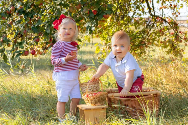 Niños Con Manzanas Cestas Huerto Manzanas — Foto de Stock