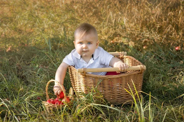 Een Jongetje Een Appelboomgaard Met Een Gewas Van Appels — Stockfoto