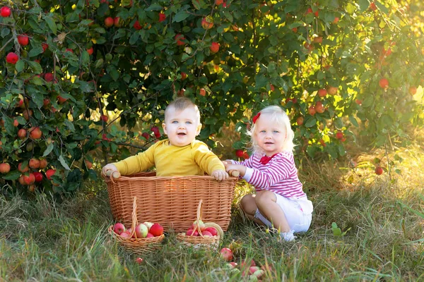 Niños Con Manzanas Cestas Huerto Manzanas — Foto de Stock