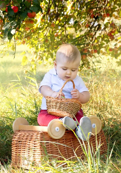 Een Jongetje Een Appelboomgaard Met Een Gewas Van Appels — Stockfoto