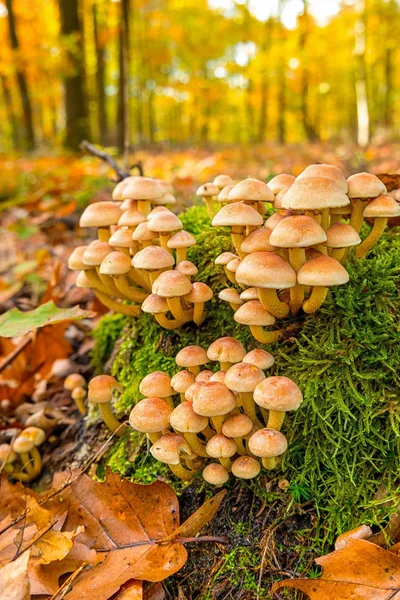 Grupo Setas Tocón Bosque Otoño — Foto de Stock