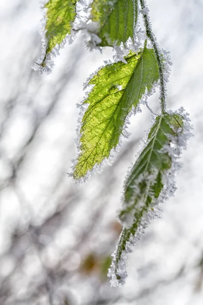Παγετός Στα Φύλλα Της Σημύδας Χειμερινή Σεζόν Φόντο — Φωτογραφία Αρχείου