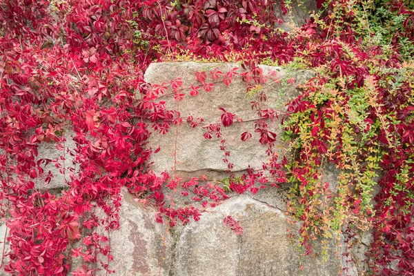 Herbstliche Textur Steinmauer Mit Efeu Verflochten — Stockfoto