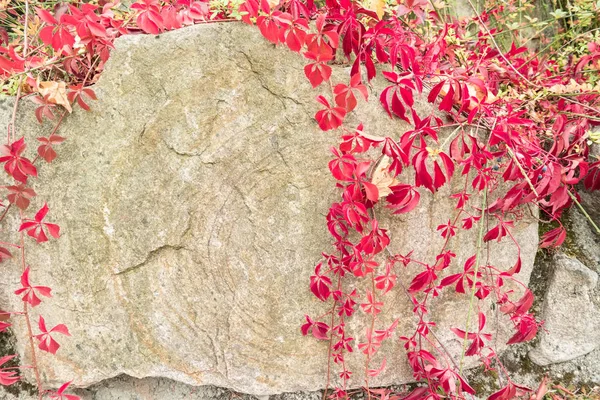 Herbstliche Textur Steinmauer Mit Efeu Verflochten — Stockfoto