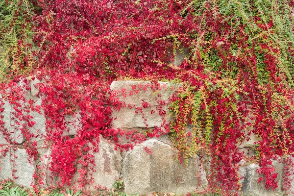 Texture Autunnale Parete Pietra Intrecciata Con Edera — Foto Stock