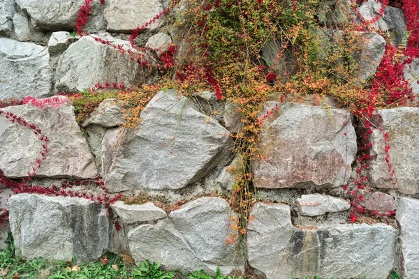 Textura Otoñal Pared Piedra Torcida Con Hiedra — Foto de Stock