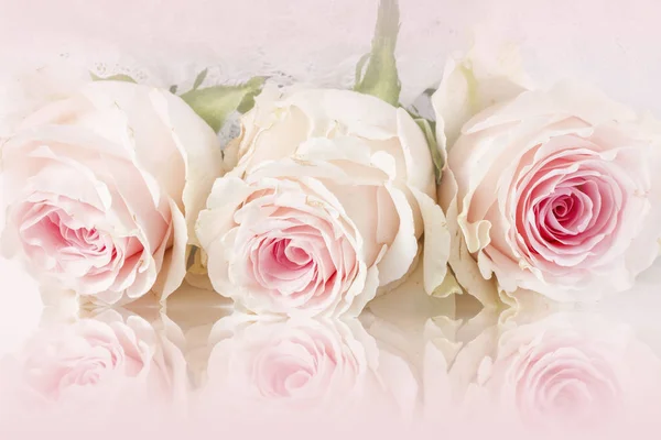 Rosas Rosadas Con Reflejo Tarjeta Felicitación —  Fotos de Stock