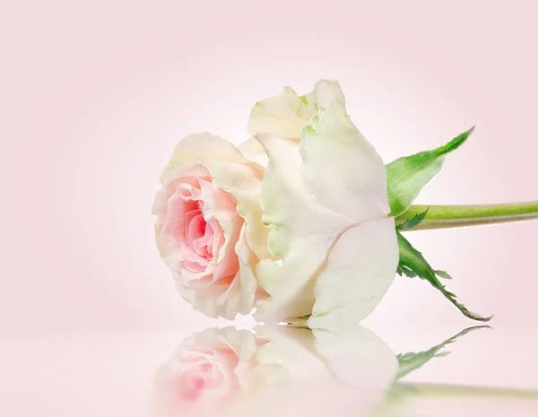 Розовые Розы Отражением Открытка — стоковое фото