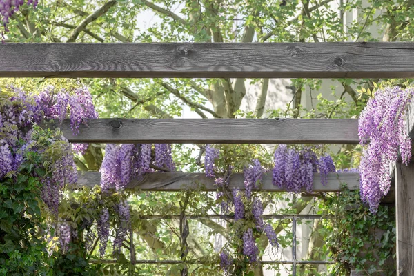 Spring Background Blooming Wisteria — Stock Photo, Image