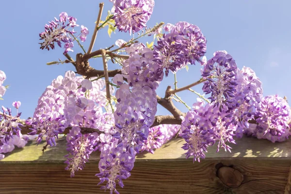 Spring Background Blooming Wisteria — Stock Photo, Image