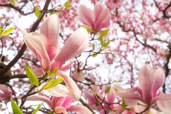 Fundo Primavera Com Magnólia Florescente — Fotografia de Stock