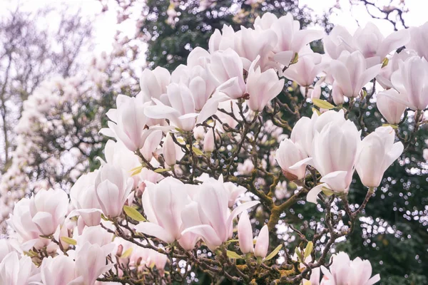 Fondo Primavera Con Magnolia Fiore — Foto Stock