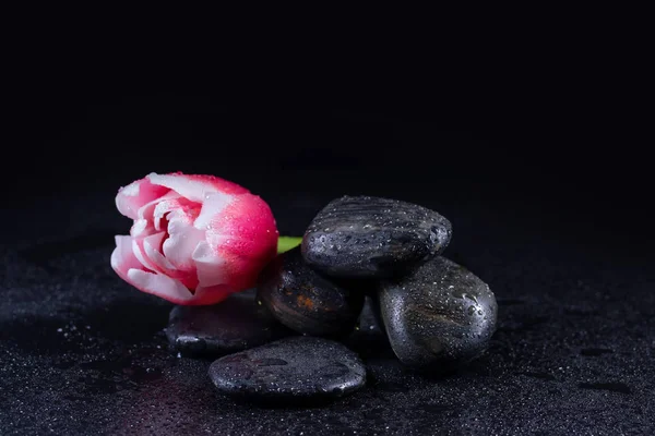 带郁金香花的禅宗石 — 图库照片
