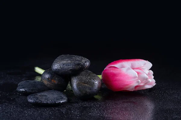 Zen Pedras Com Flor Tulipa — Fotografia de Stock