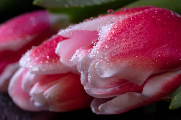 Rosa Tulpen Mit Tautropfen Auf Schwarzem Hintergrund — Stockfoto