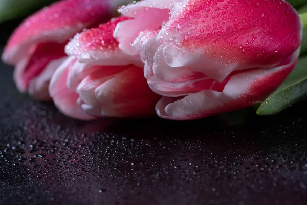 Pink Tulips Dew Drops Black Background — Stock Photo, Image