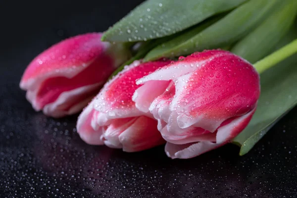 Pink Tulips Dew Drops Black Background — Stock Photo, Image