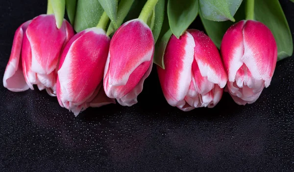 Tulipes Roses Avec Gouttes Rosée Sur Fond Noir — Photo