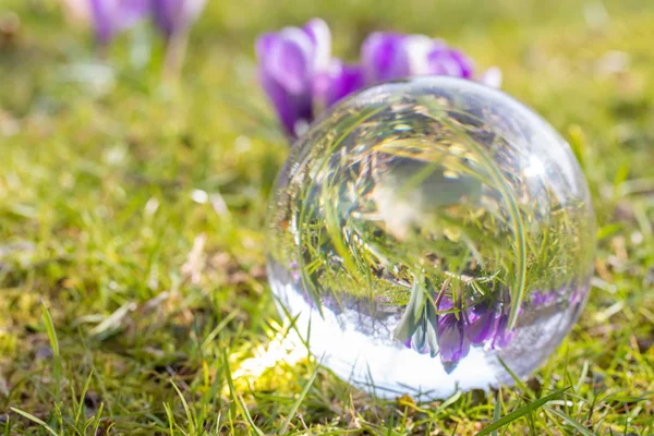 Abstract foto van Krokussen in een kristallen bol — Stockfoto