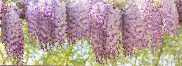 Panoramic image of blooming wisteria — Stock Photo, Image