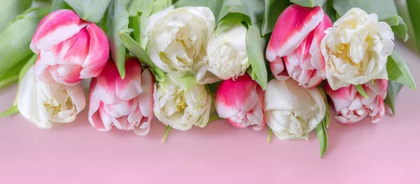 Naturlig bakgrund med blommande tulpaner. Panoramabild — Stockfoto