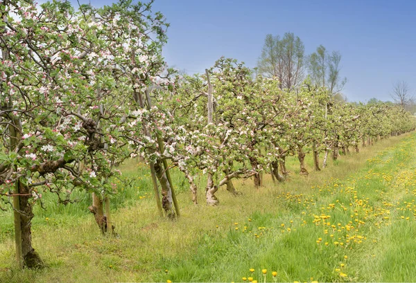 Bloeiende appelboomgaard op een zonnige dag — Stockfoto