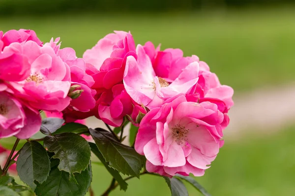 Цветущие розовые кусты. Германия. Европа — стоковое фото