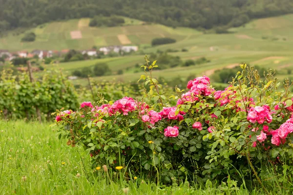 Flowering rose bushes. Germany. Europe — Stock Photo, Image