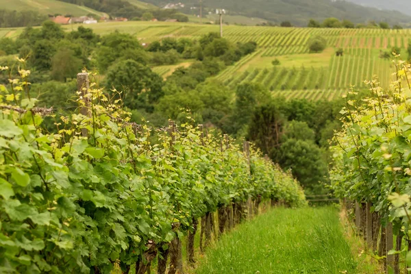 Panoráma szőlőskertek Baden-Baden. Németország — Stock Fotó